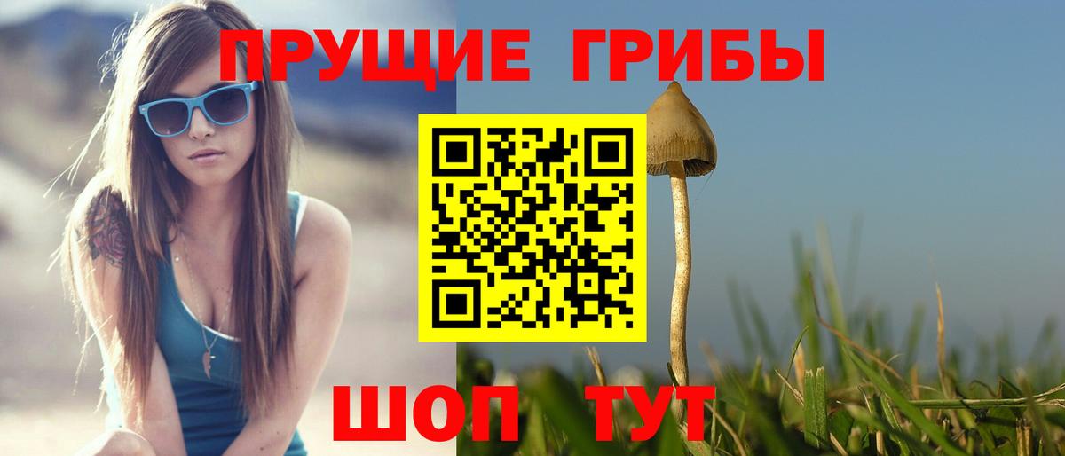 Псилоцибиновые грибы Psilocybine cubensis Славгород